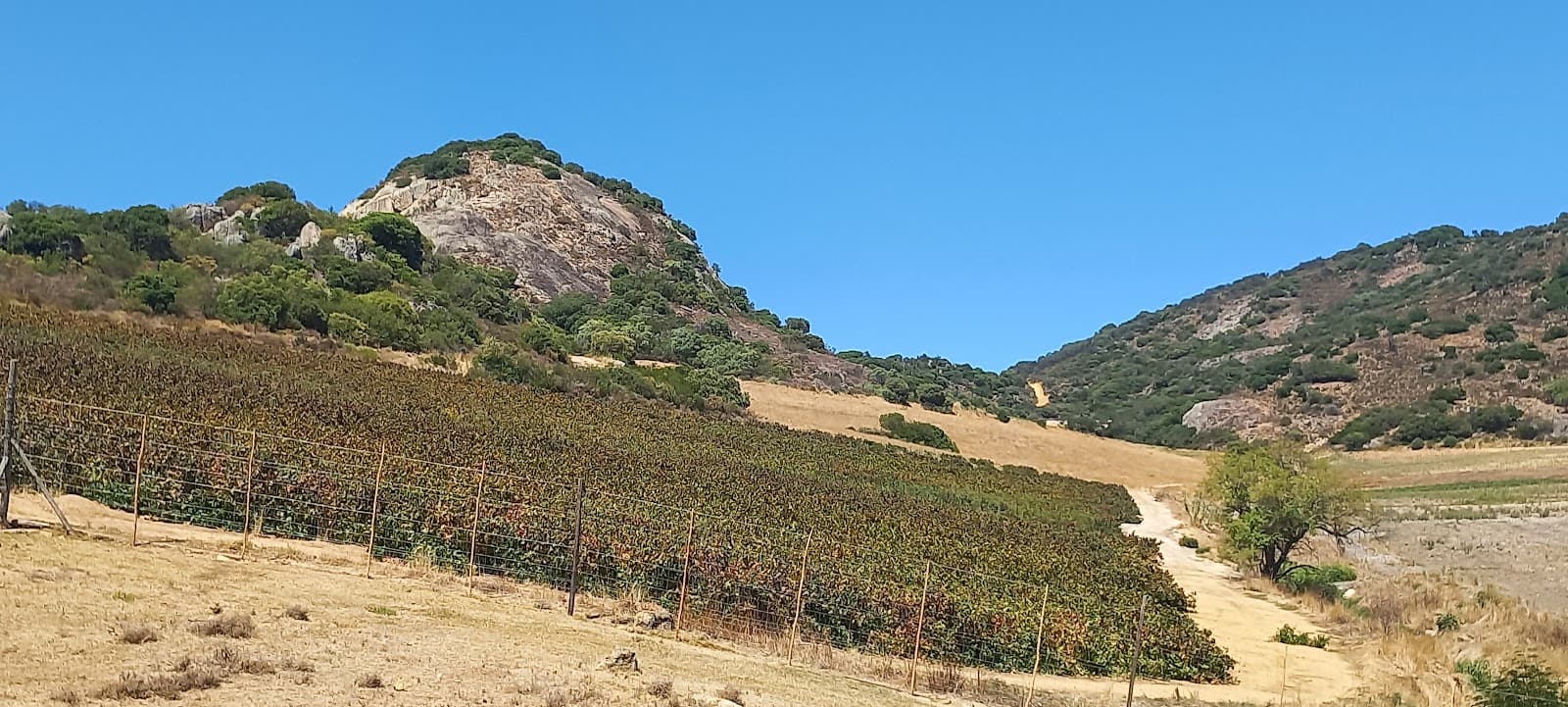 Wine Estate - Babylon's Peak