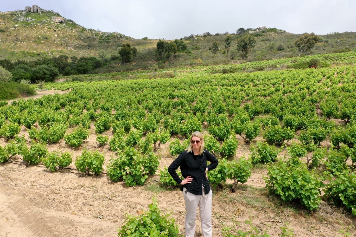 Hogan Wines