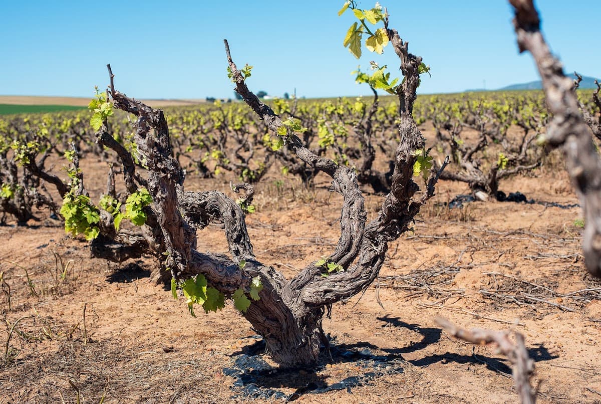 Darling Cellars gallery image 2