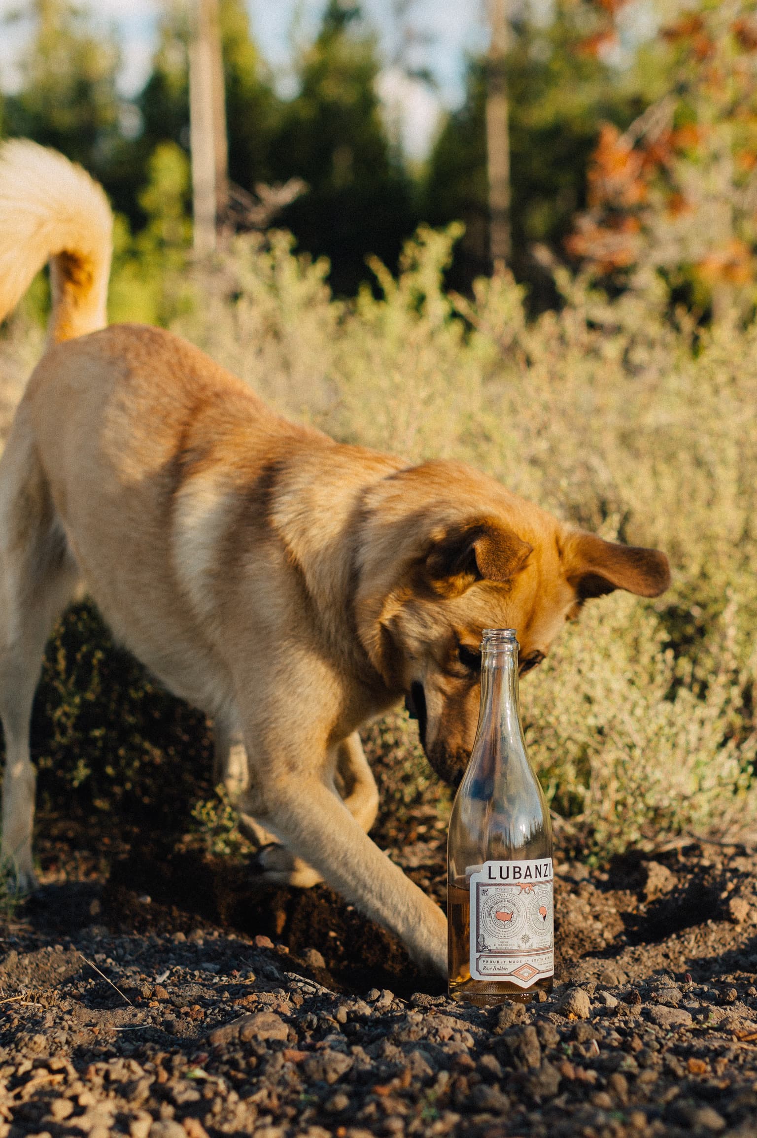 Lubanzi Wines