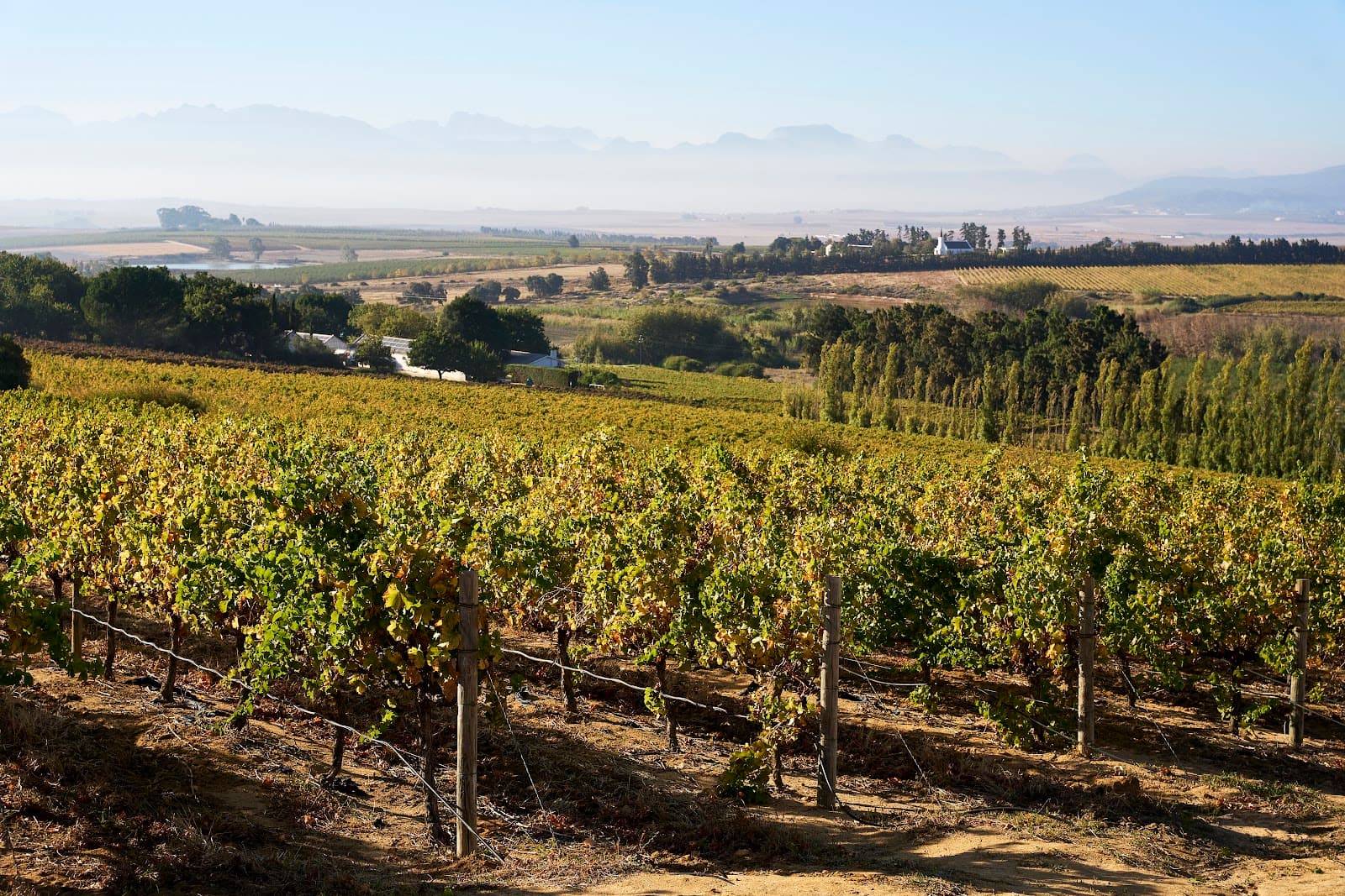 Vondeling Wines