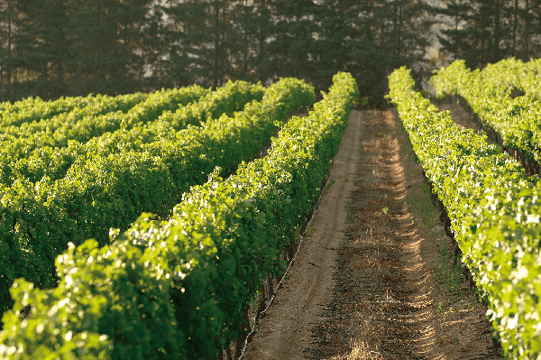 Cape Wine Exporters