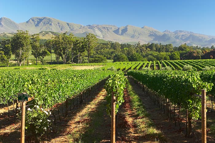 Elgin Vintners Wines & 4-Star Country Guest House