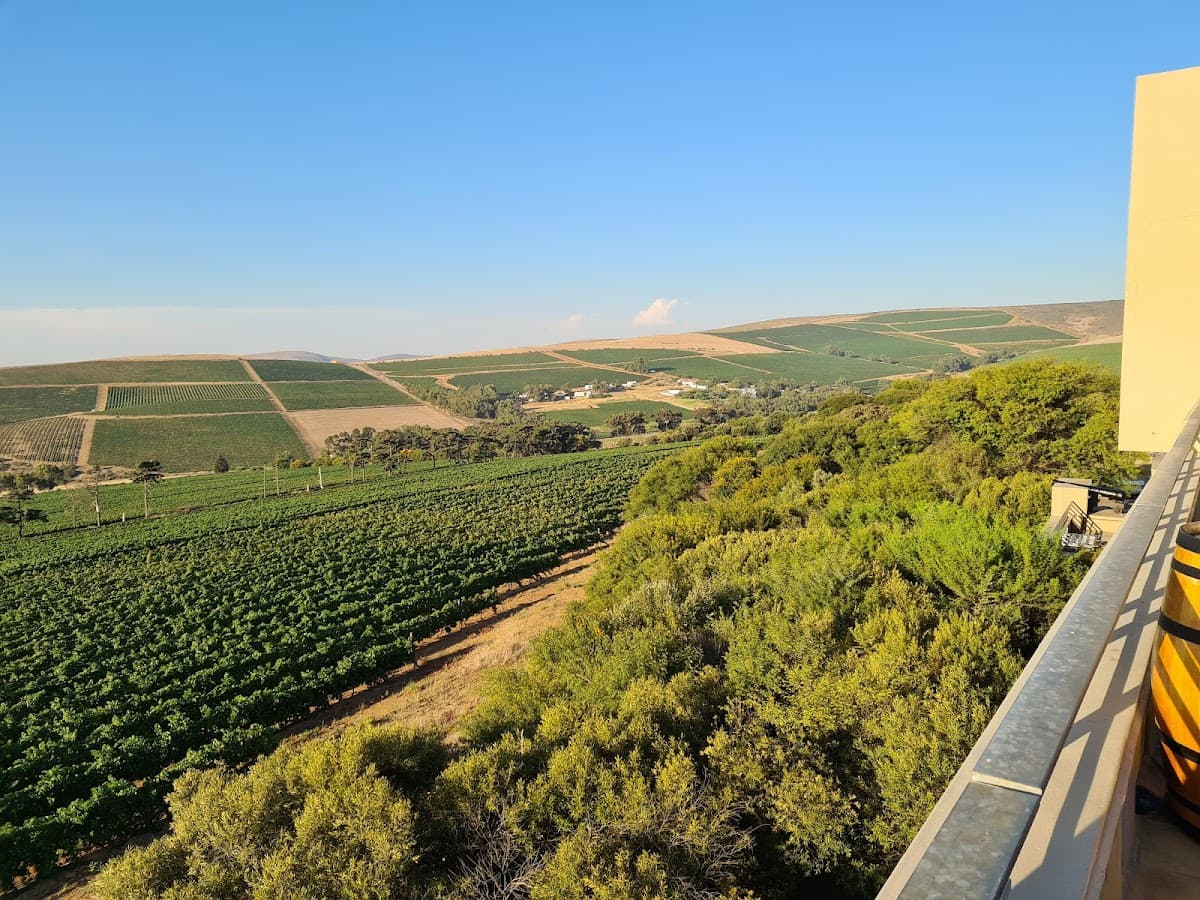 Durbanville Hills Winery gallery image 1