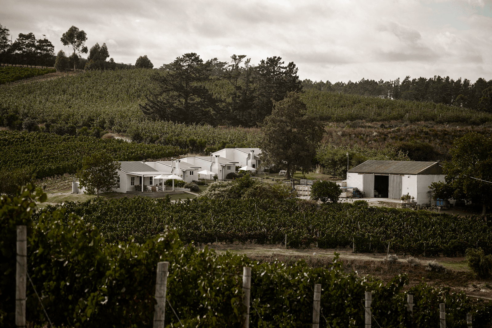 Paul Wallace Wines