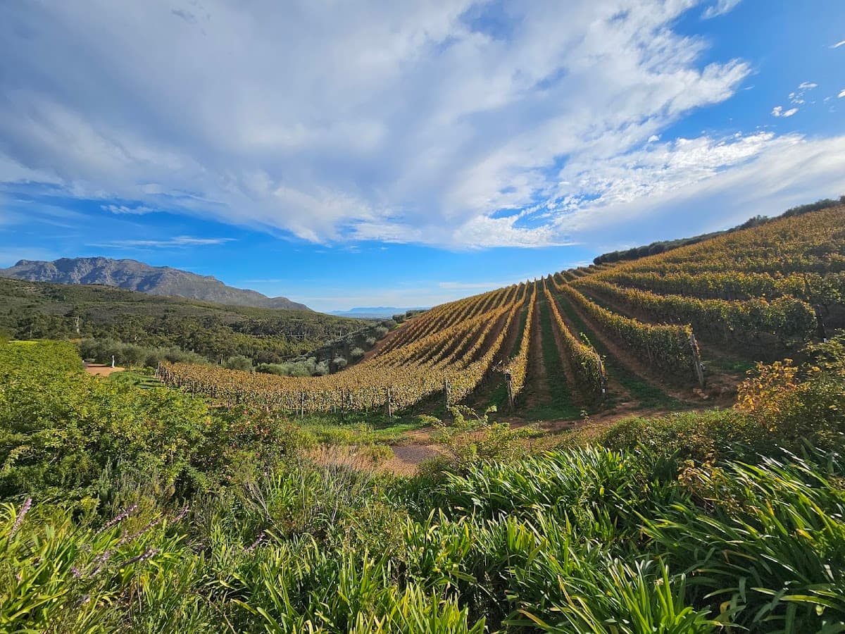 Tokara Wine Estate gallery image 2