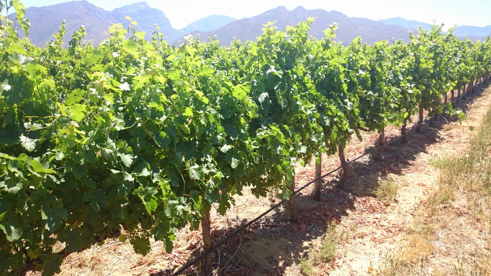 DaschBosch (uniWines Vineyards)