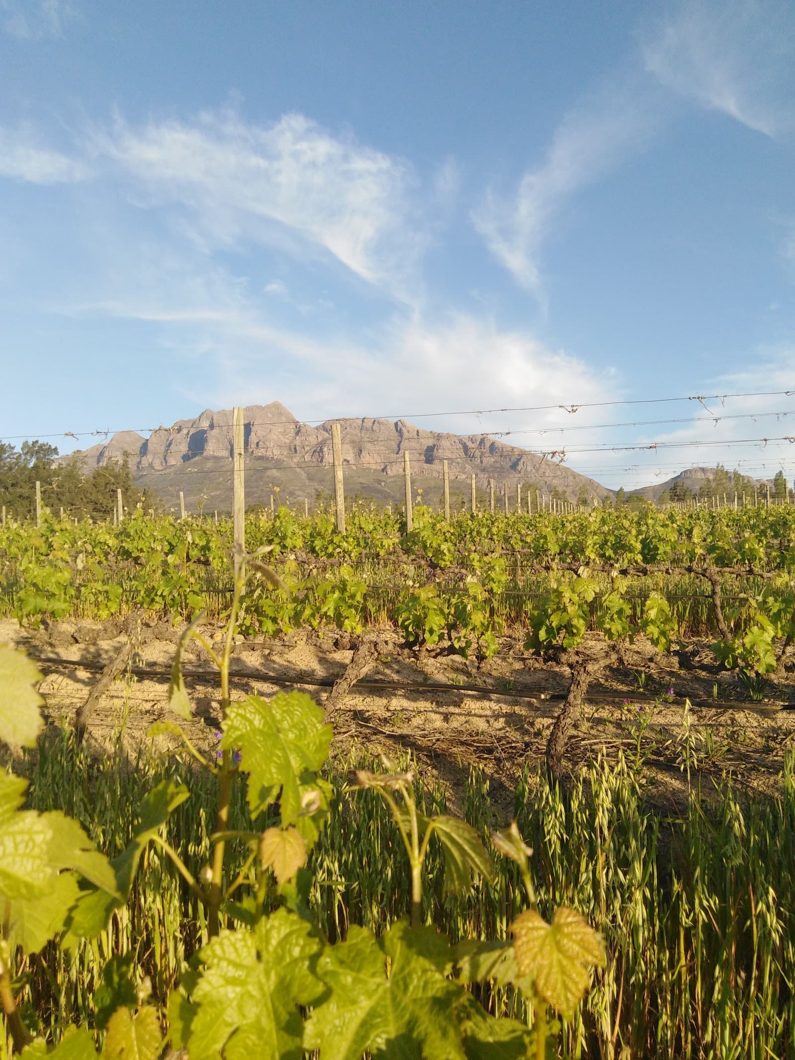 Mont Du Toit Wines