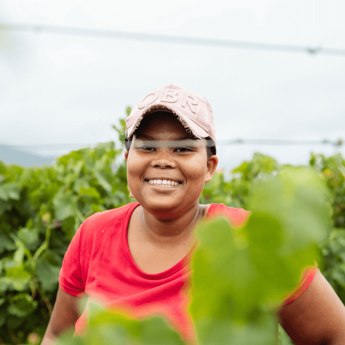 Napier Vineyards gallery image 2